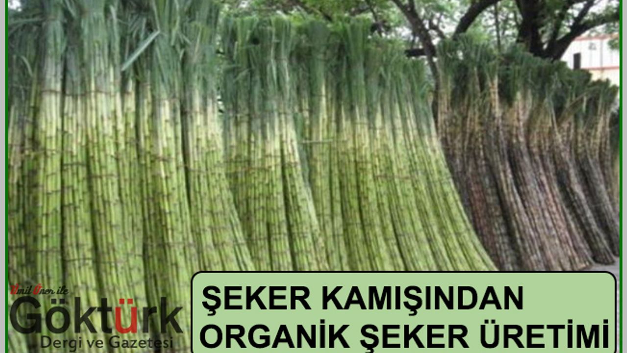 Şeker Kamışından Organik Şeker Üretimi