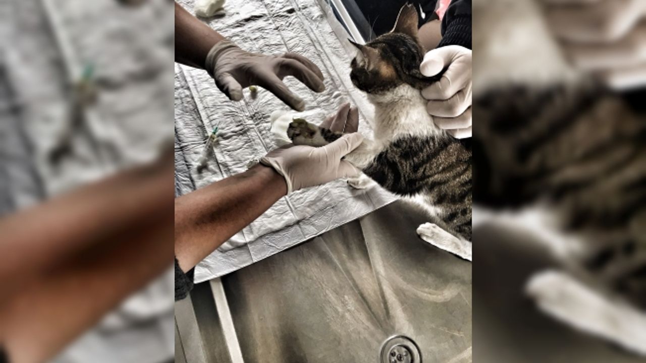 Teleferiğe Sıkışan Kediyi Veteriner Ekipleri Kurtardı