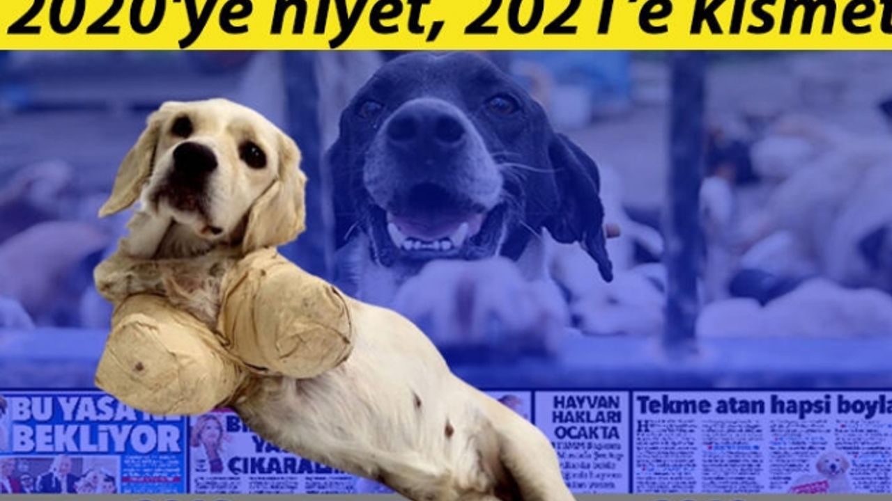 10 yıldır tartışılan Hayvan Hakları Yasası yeniden güncellendi