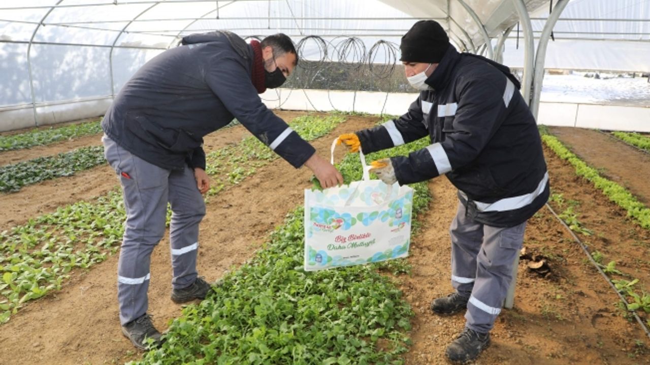 Odayeri'ndeki seralarda yılın ilk hasadı yapıldı.