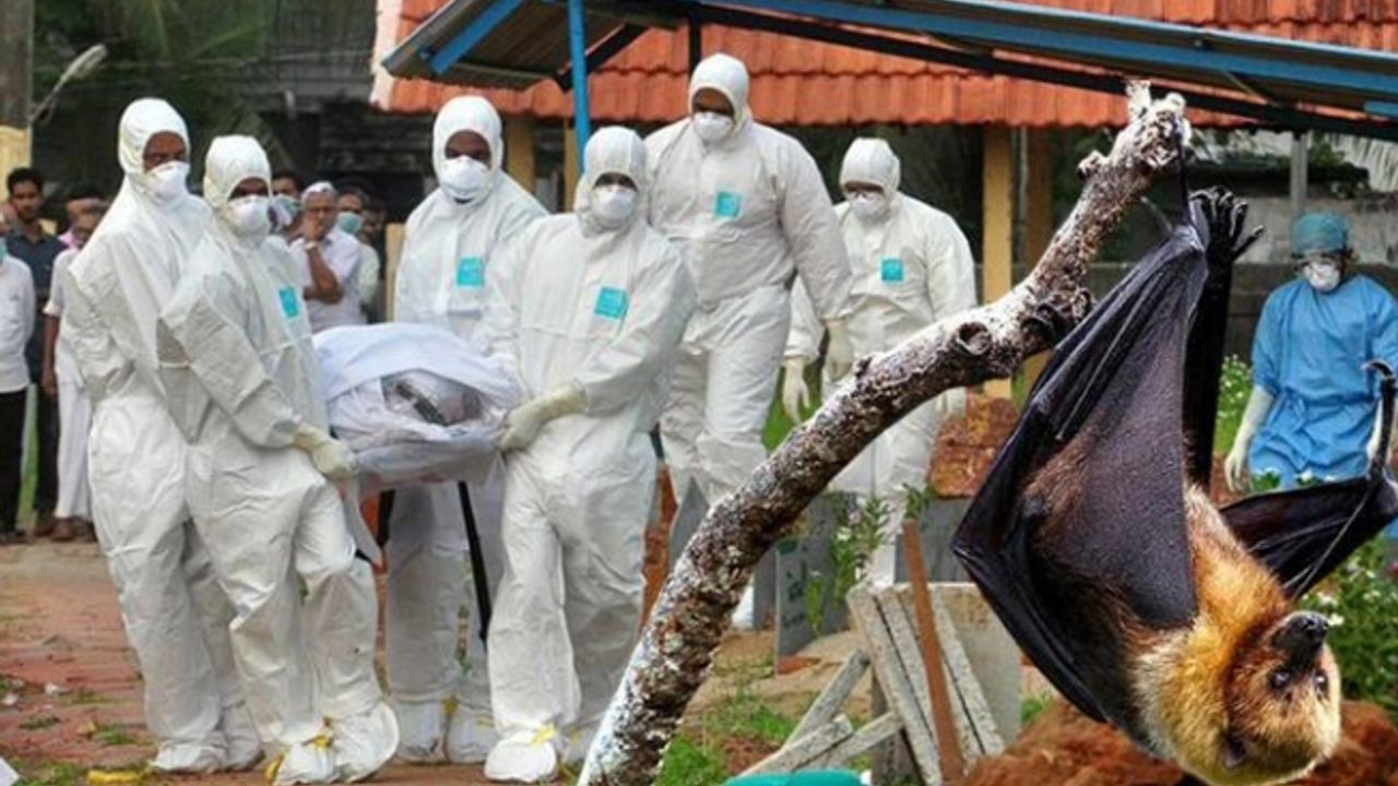 Koronavirüs bitmeden yeni salgın: 12 yaşındaki çocuk, yarasa kaynaklı Nipah virüsü yüzünden hayatını kaybetti