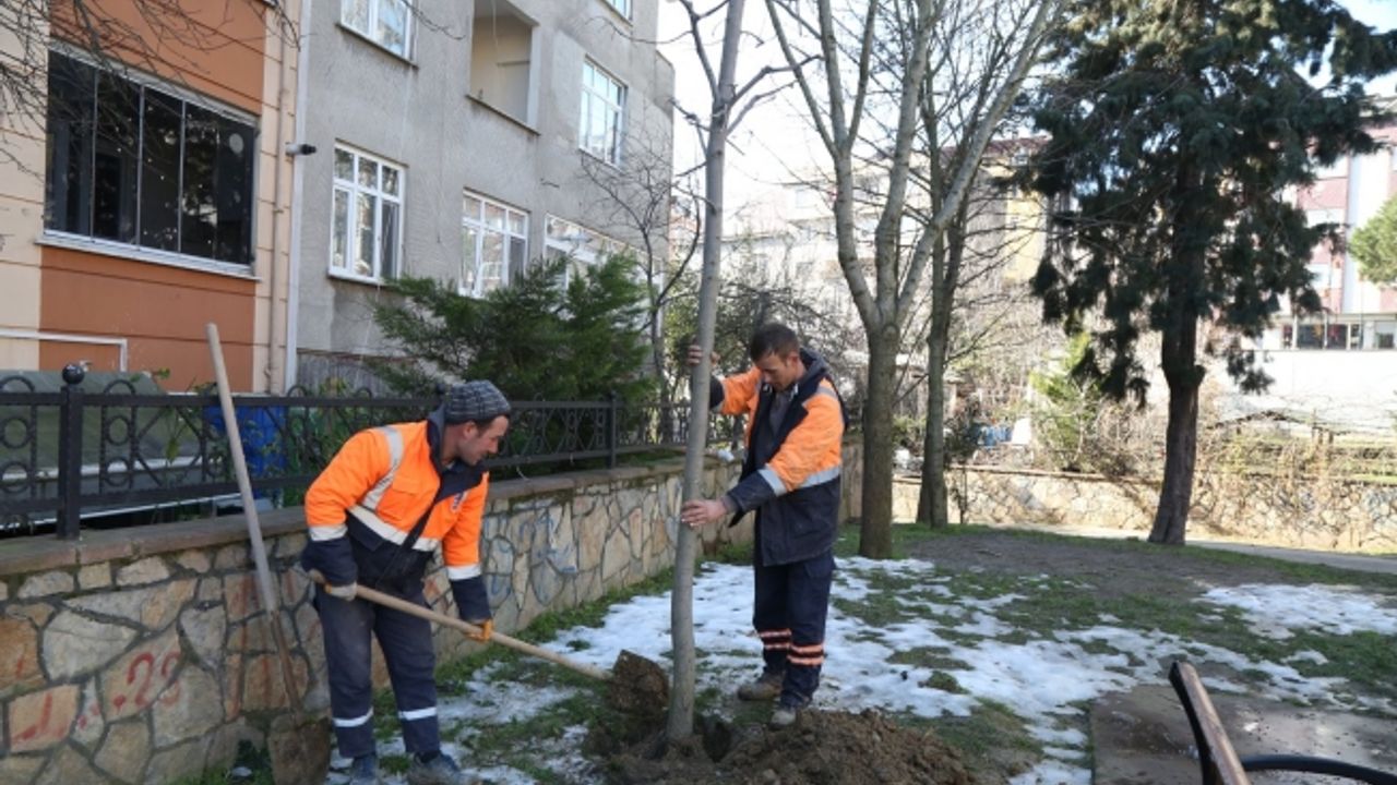 Eyüpsultan'da ağaç dikimi devam ediyor