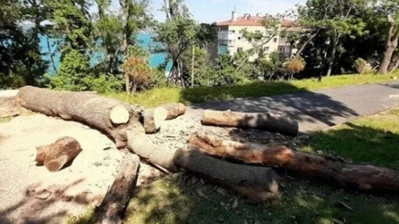 İBB'ye 'izinsiz ağaç kesimi'nden idari para cezası kesildi