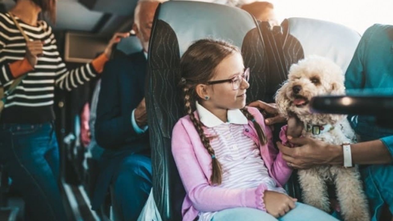 Toplu taşıma araçlarında evcil hayvana izin