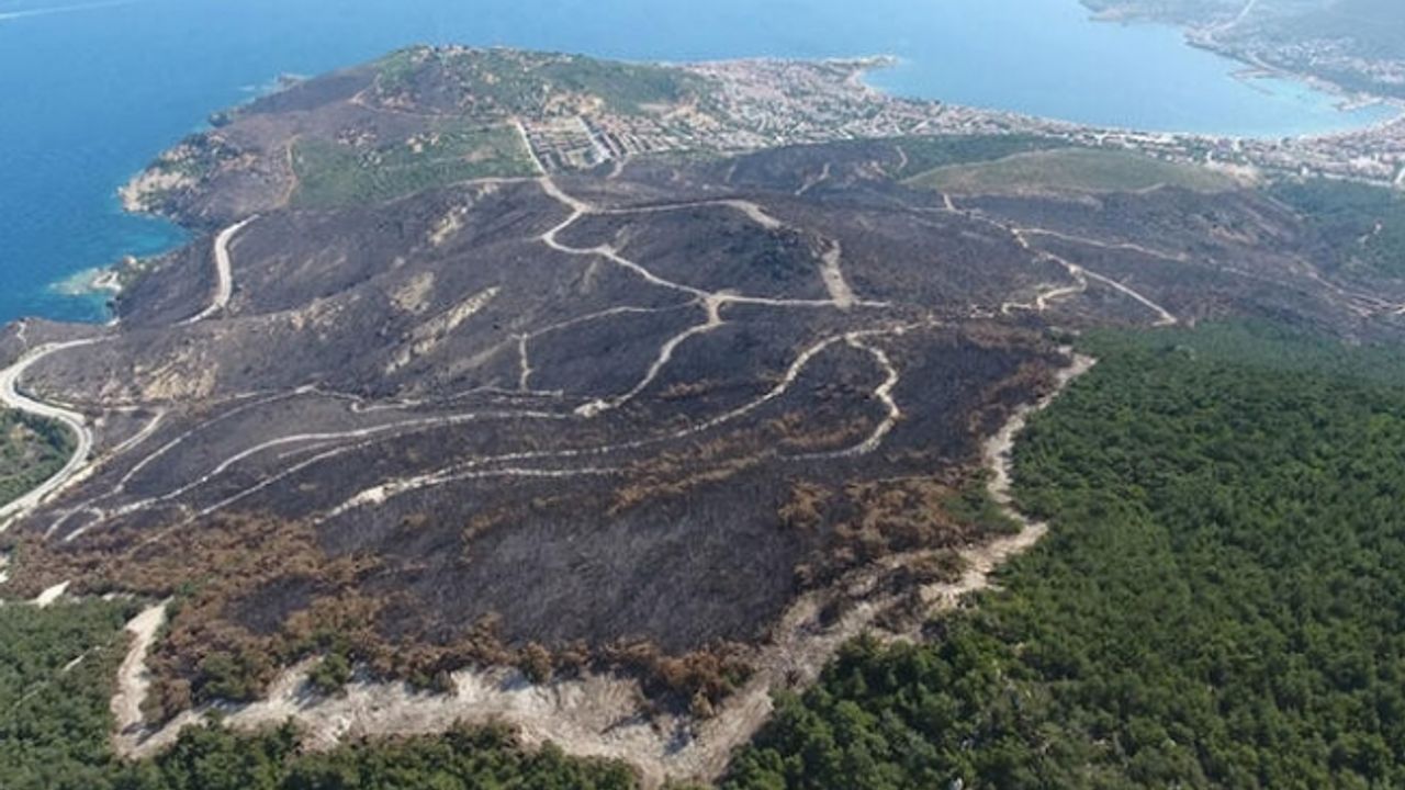 20 günde 295 orman yangını çıktı; 3 bin 160 hektar alan zarar gördü
