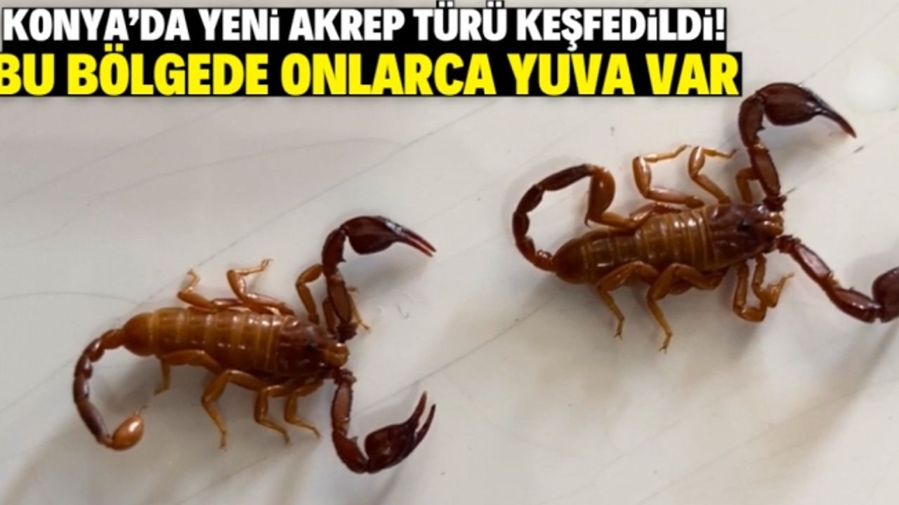 Bilim dünyasına duyuruldu! Eşinin ismini verdi! Yeni bir tür!