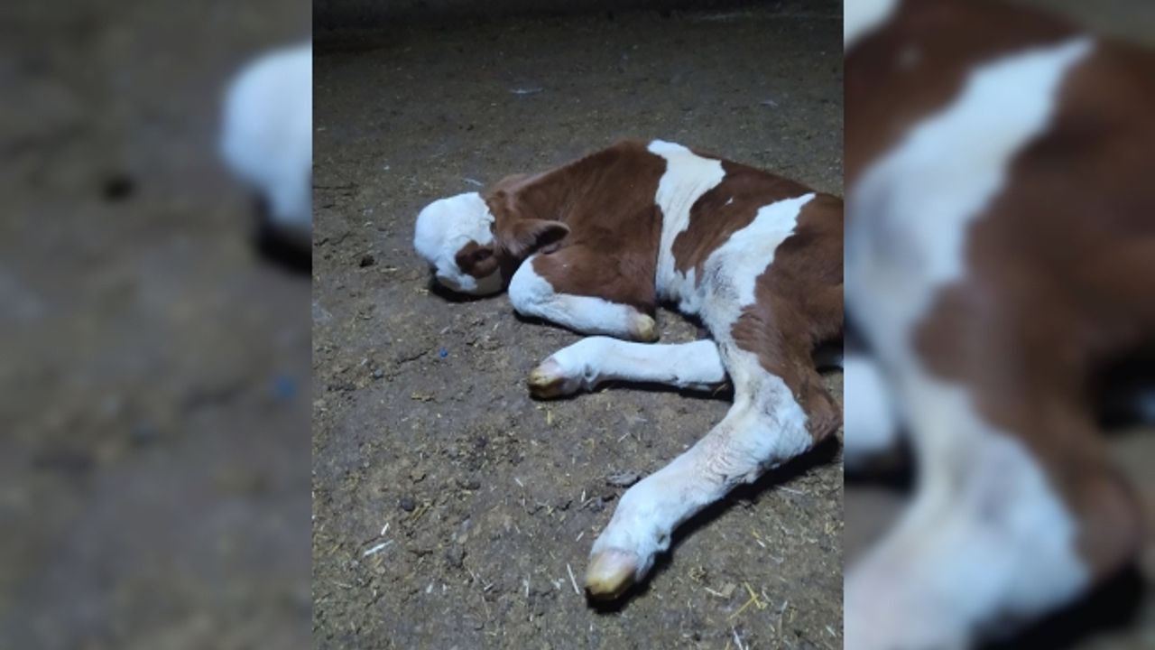 Yozgat'ta yeni doğan buzağının görüntüsü panik yarattı