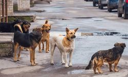 Başıboş Sokak Köpekleri Düzenlemesi TBMM'den Geçti.