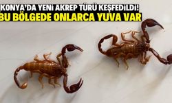 Bilim dünyasına duyuruldu! Eşinin ismini verdi! Yeni bir tür!
