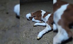 Yozgat'ta yeni doğan buzağının görüntüsü panik yarattı