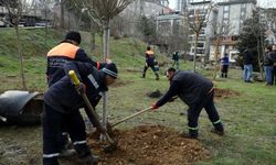 Eyüpsultan’da talepler hızlıca çözüme kavuşuyor: Ağaçlandırma istedi, 60 ağaç dikildi