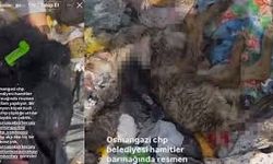 Osmangazi’de hayvan katliamı kenti ayağa kaldırdı