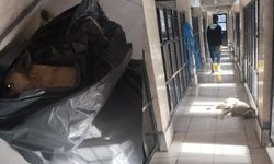 Osmangazi Belediyesi’nden bir hayvan katliamı daha..