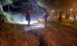 Yeni Bir Ece Gürel Vakası Daha! Ormana Girdi ve Haber Alınamıyor...