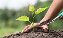 Milyonlarca fidan 11 Kasım'da toprakla buluşacak