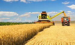 Kırmızı lahana hasadı başladı