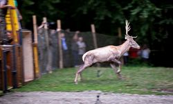Belgrad Ormanı’nda Kızıl Geyik Popülasyonu Güçleniyor
