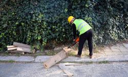 Turunçgil Uzun Antenli Böceği’ne karşı mücadele çalışmaları