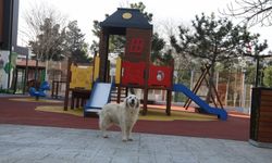 Hurley’in yeni sıcak yuvası Çırçır ÇEM oldu