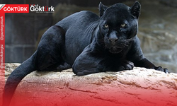 Nesli Tükenme Tehlikesinde: Dünyada Sadece 100 Tane Kaldı