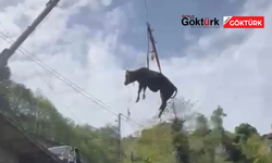 Kurban Bayramı yaklaşırken kaçan kurbanlıklar yine gündemde
