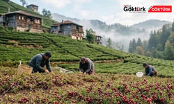 Aronya Üretimi Türkiye'de Yeni Bir Gelir Kapısı Oluyor