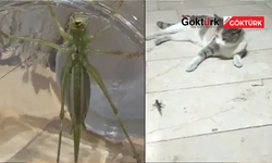 Çekirge istilası iddialarına Tarım ve Orman Bakanlığı'ndan açıklama geldi.