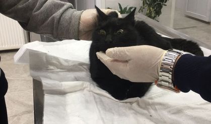 Minik dostlarımız Eyüpsultan'da yalnız değil