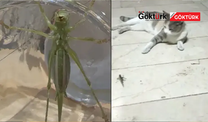 Çekirge istilası iddialarına Tarım ve Orman Bakanlığı'ndan açıklama geldi.