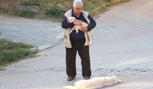 Merakla beklenen “Dedemin Gözyaşları’’ filminden ‘Sokak Hayvanları’ için duyarlı sahne...
