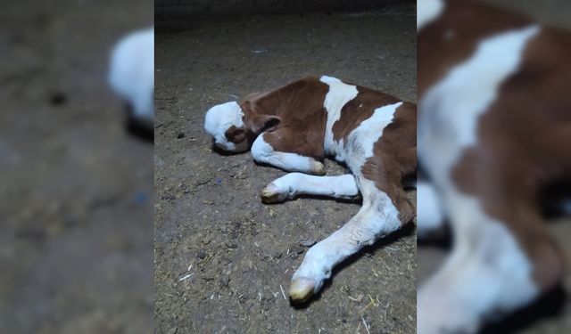 Yozgat'ta yeni doğan buzağının görüntüsü panik yarattı