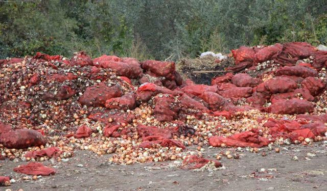 Yeşilırmak kıyısına çuvallar dolusu soğan ve patlıcan döküldü