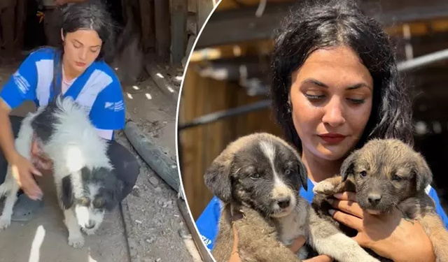 Bursa'daki orman yangınında kaçıp 7 yavrusuyla maden ocağına sığınmış