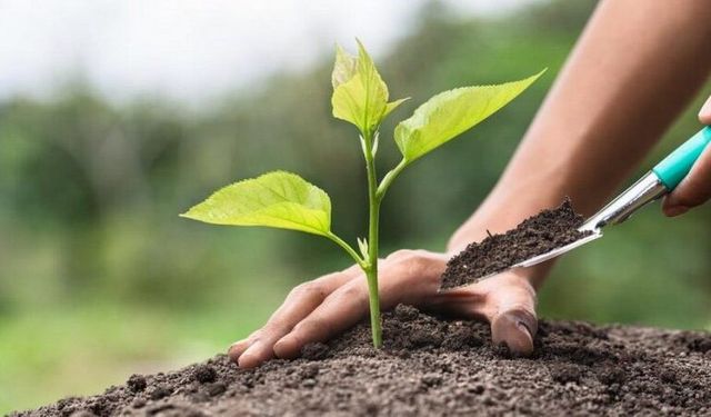 Milyonlarca fidan 11 Kasım'da toprakla buluşacak