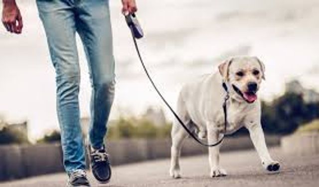 Göktürk ve Kemerburgaz’da Sahipli Köpeklerin Dışkı Sorunu