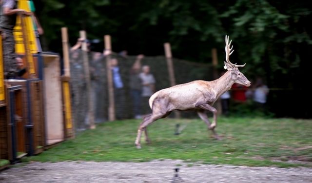 Belgrad Ormanı’nda Kızıl Geyik Popülasyonu Güçleniyor