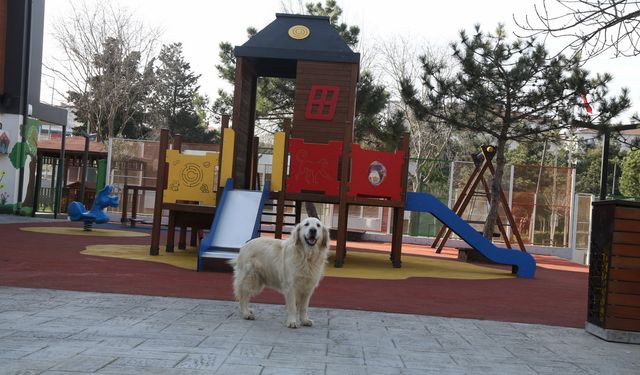 Hurley’in yeni sıcak yuvası Çırçır ÇEM oldu