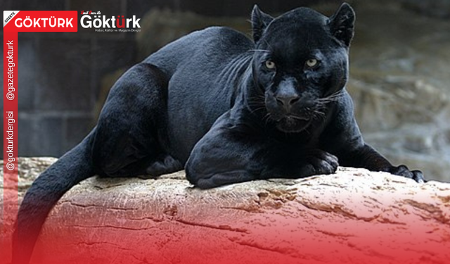 Nesli Tükenme Tehlikesinde: Dünyada Sadece 100 Tane Kaldı