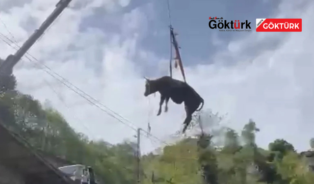 Kurban Bayramı yaklaşırken kaçan kurbanlıklar yine gündemde