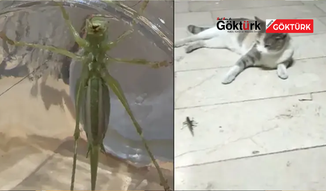 Çekirge istilası iddialarına Tarım ve Orman Bakanlığı'ndan açıklama geldi.