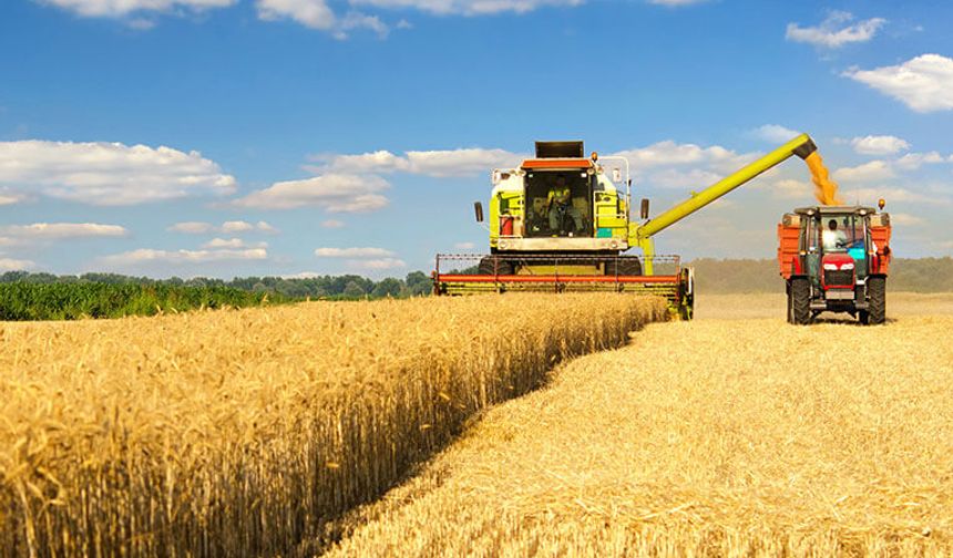 Kırmızı lahana hasadı başladı