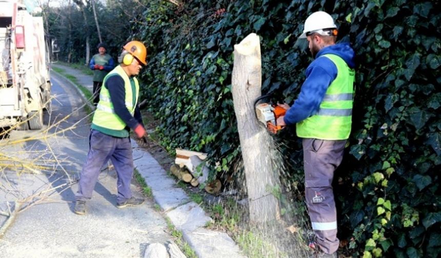 Eyüpsultan'da İstilacı Böceğe Karşı "Kırmızı Alarm": Ağaçlar Koruma Altına Alınıyor