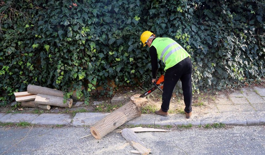 Turunçgil Uzun Antenli Böceği’ne karşı mücadele çalışmaları