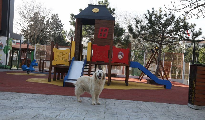 Hurley’in yeni sıcak yuvası Çırçır ÇEM oldu