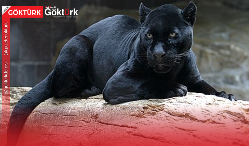Nesli Tükenme Tehlikesinde: Dünyada Sadece 100 Tane Kaldı