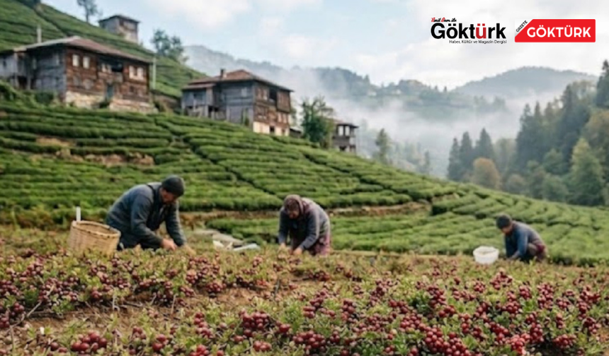 Aronya Üretimi Türkiye'de Yeni Bir Gelir Kapısı Oluyor